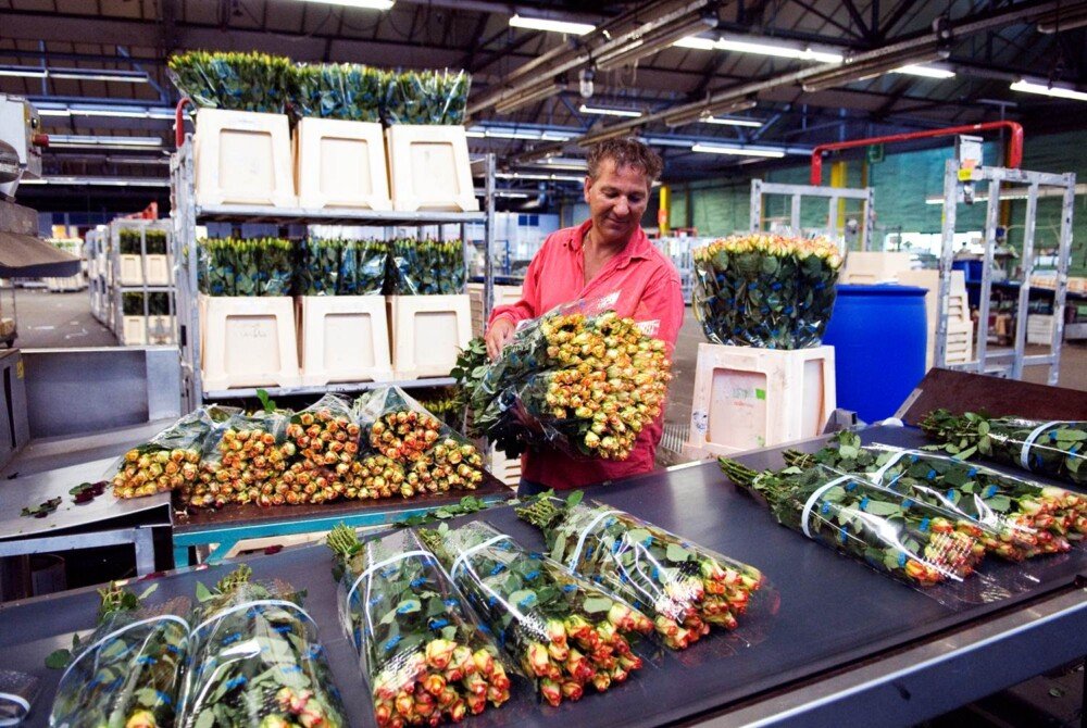 HFA stoomt op naar seamless koelketen sierteelt